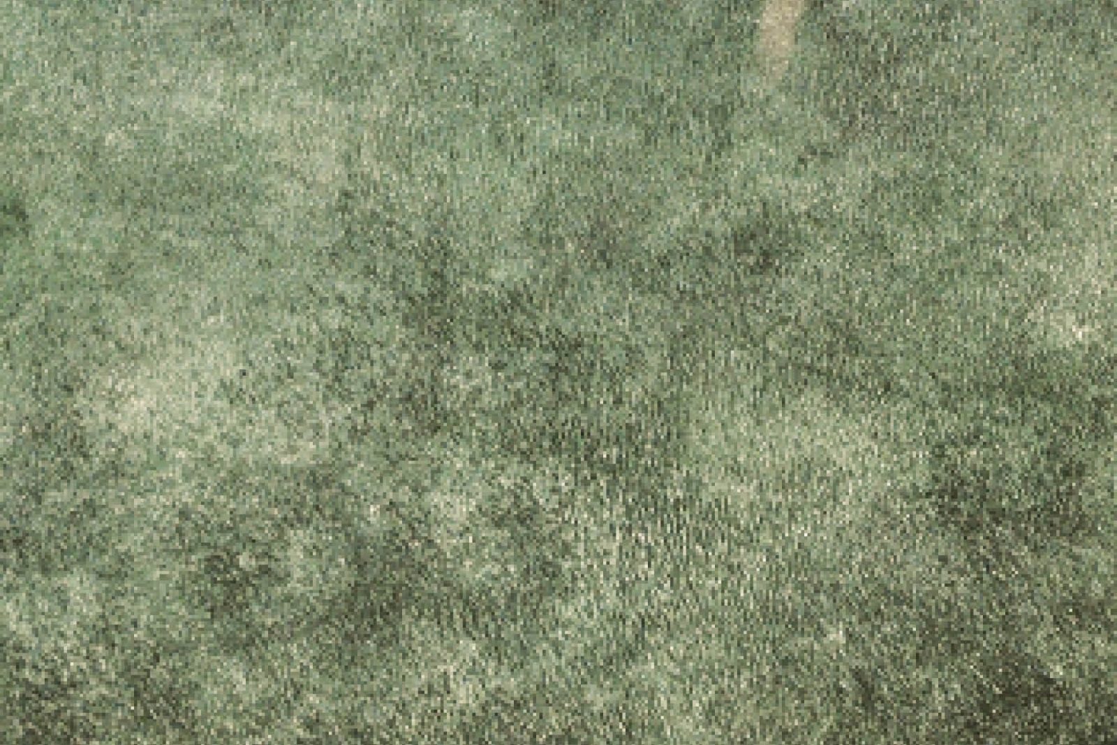 Parchment Moss Parchment finish sample
